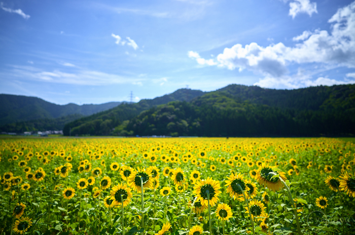 シグマ SIGMA 20mm F1.4 DG DN | Art ／ 福井 若狭 小浜宮川